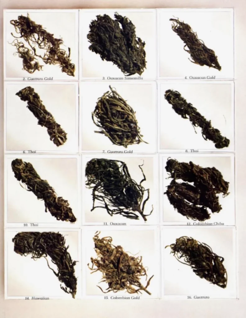 cannabis in the 70s