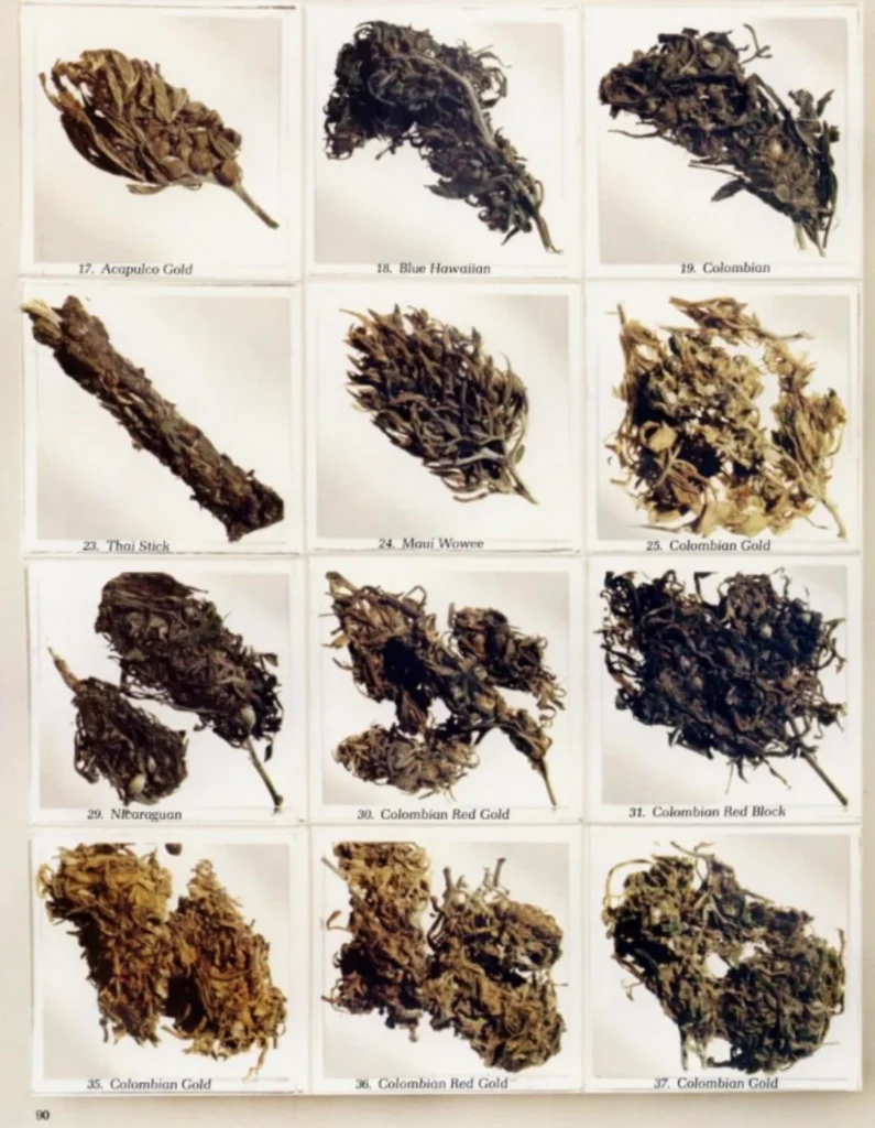 cannabis in the 70s