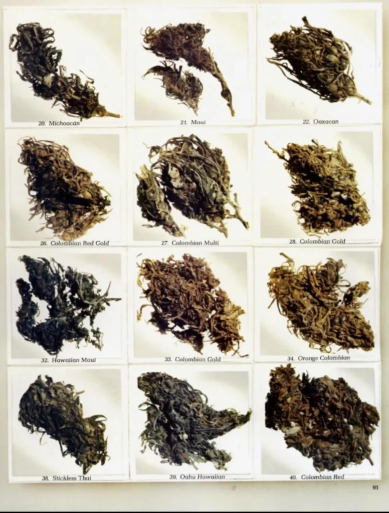 cannabis in the 70s